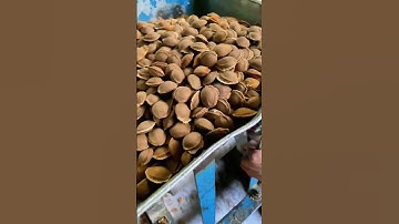Breaking Apricot Pits to Extract Kernels — Traditional Way in Mountains