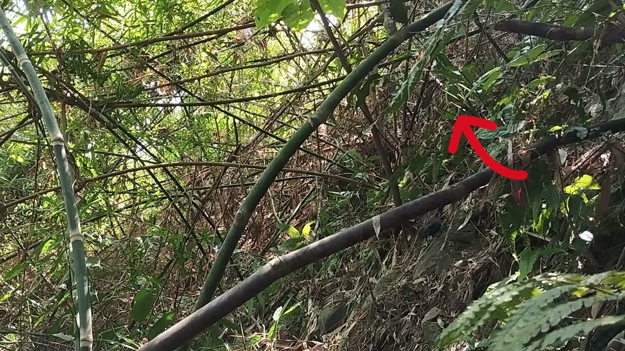 cuab noog sab hwj/Bẫy chim khướu bạc má 22/11/2024