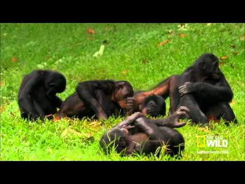 Monkey Mating - YouTube