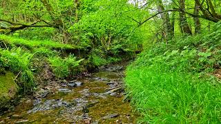 Fall asleep quickly to the sounds of a stream in the forest  Outdoor recreation. Sound of a stream.