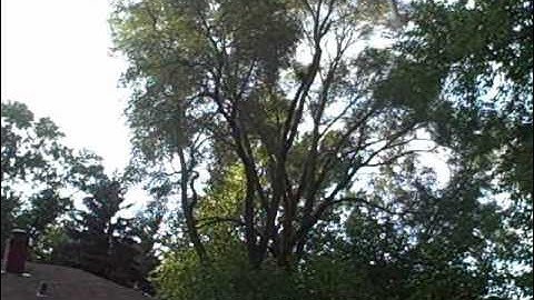 Scratch Built EPP Yak 55 With T-2006 Outrunner