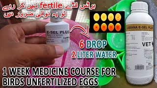 برڈس انڈے فرٹایل نہیں کر رہے تو یہ دوائی ضرور دیں | MEDICIEN FOR BIRDS UNFERTILE EGGS | AA BIRDS INF