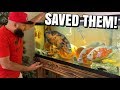 HUGE OSCAR FISH RESCUED FROM HORRIFYING LIFE THREATENING CONDITIONS!