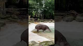 Wait till the end....  #animals #gross #zoo #tapir #funnyanimals