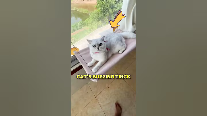 The owner thought it was his cat made the cicada buzzing