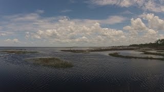 the true value of a salt marsh in the grass on the reef
