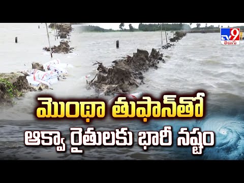 Cyclone Montha: మొంథా తుఫాన్ తో ఆక్వా రైతులకు భారీ నష్టం - TV9 - TV9