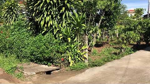 (Đã Bán) Đất 6000m2 ODT thuộc Lộc Phát TP Bảo Lộc khu dân cư mặt tiền Nguyễn Văn Cừ