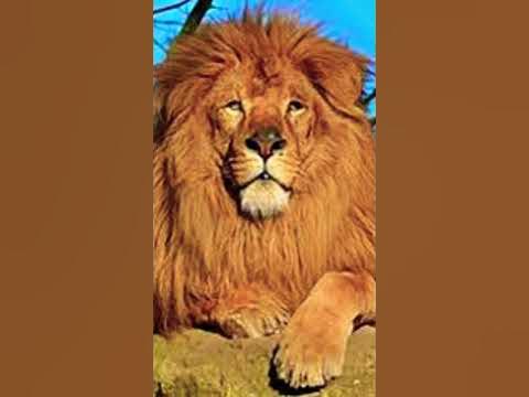 Что за Лев этот тигр - YouTube