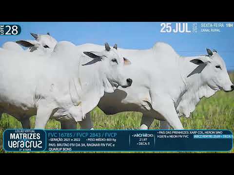 LOTE 28   FVCP 2843  1649  FVC 16785