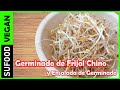 Cómo GERMINAR FRIJOL Chino y ENSALADA de Germinado de frijoles  | Pasos a paso |【SuFood】