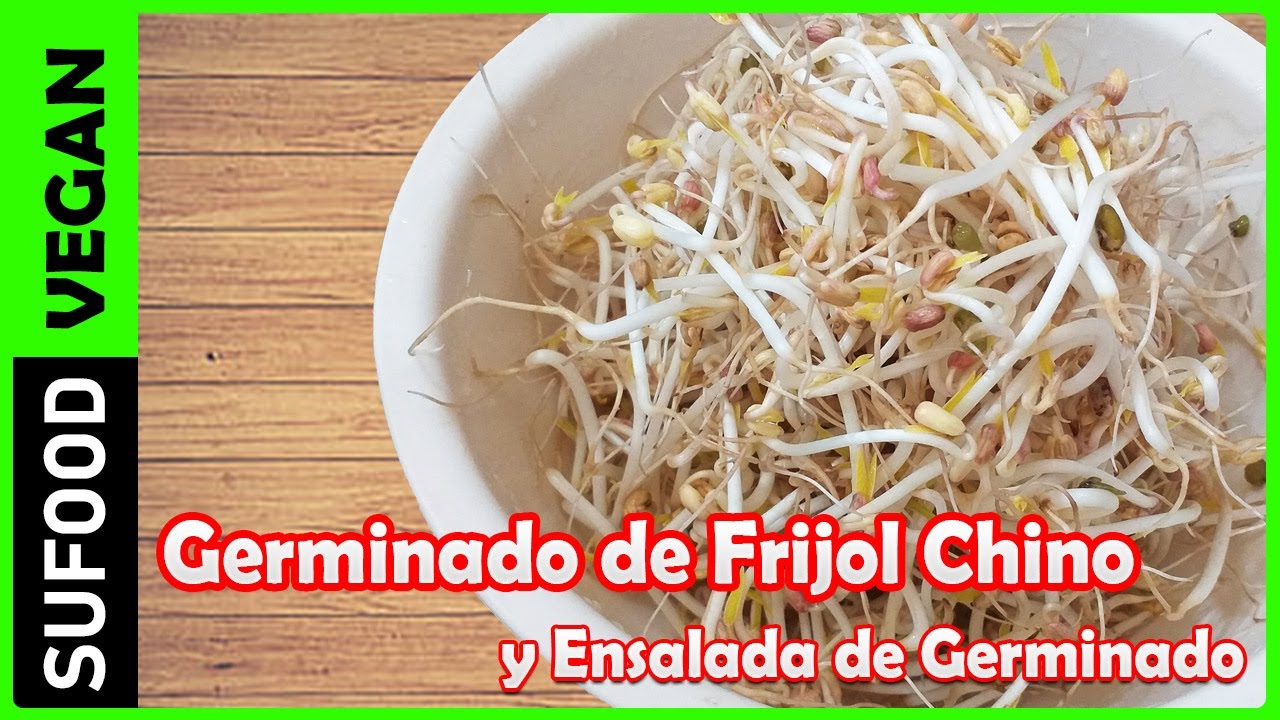 Cómo GERMINAR FRIJOL Chino y ENSALADA de Germinado de frijoles Pasos