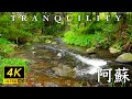 Japanese Crystal Clear Stream in a Serene Spring Forest | Relaxation & Meditation | 4K