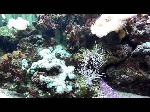 Aquarium Sand - YouTube