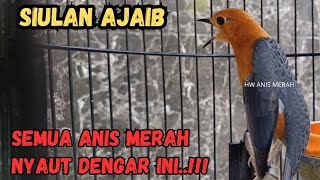 PANCINGAN ANIS MERAH rumahan langsung gacor..!!!