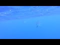 swimming with 3 Mola Mola