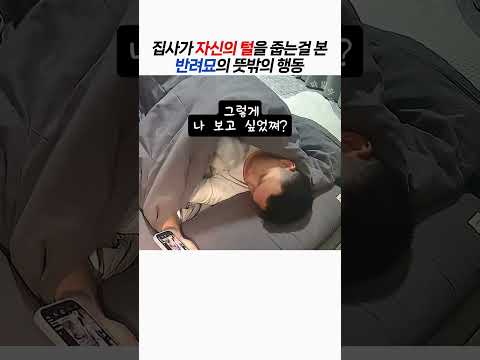 집사가 자신의 털을 줍는걸 본 반려묘의 뜻밖의 행동 thumbnail
