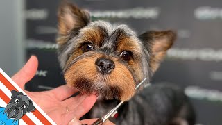 Transforming Fear to Fabulous | A Yorkshire Terrier's Journey to Stylish Grooming