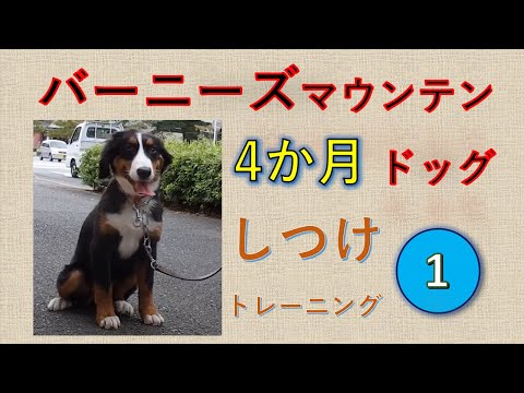 バーニーズ4か月　犬のしつけトレーニング-1