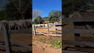 Região das cooperativas,  Vila Boa Goiás