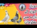 Dobaz pigeons history (دوباز کبوتروں کی معلومات )