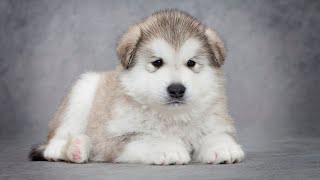 Can Alaskan Malamutes Be Used as Therapy Dogs?