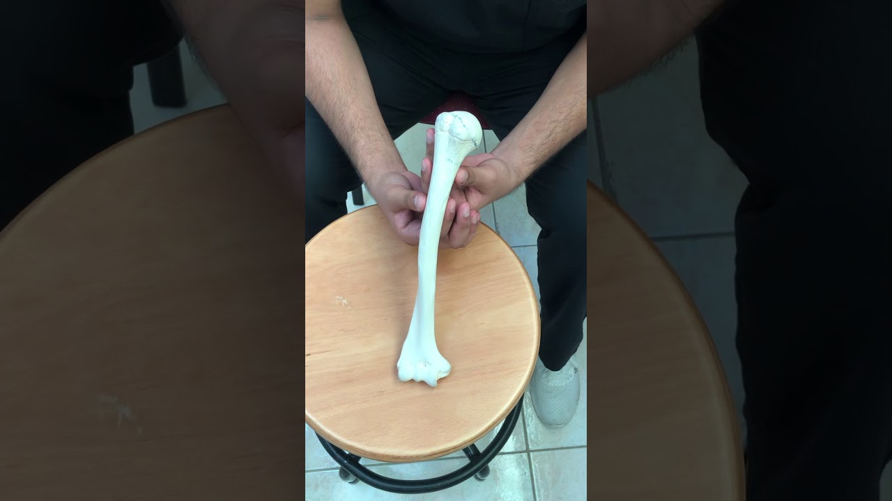 Anatomy of the humerus bone.