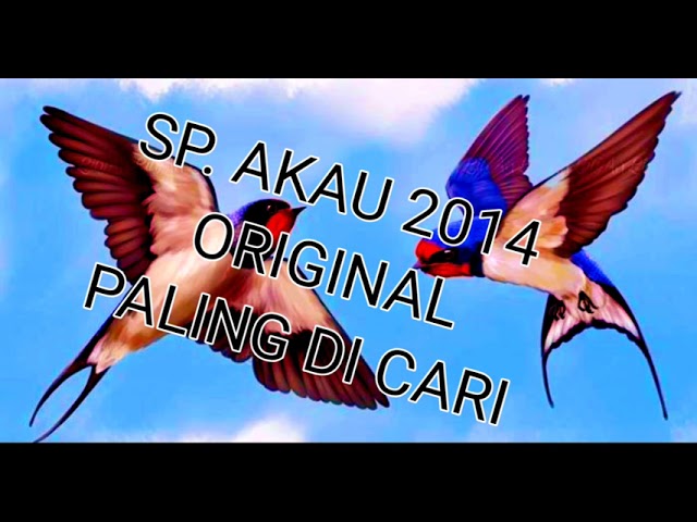 Sp. Akau 2014 Original! 🔥Paling dicari Petani Walet🔥 class=