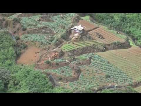 Чайные плантации Шри Ланки