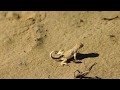 砂漠のトカゲ・・・Desert lizard  突然現れたトカゲ、尻尾の動きが面白い  Motion of the spiral wing