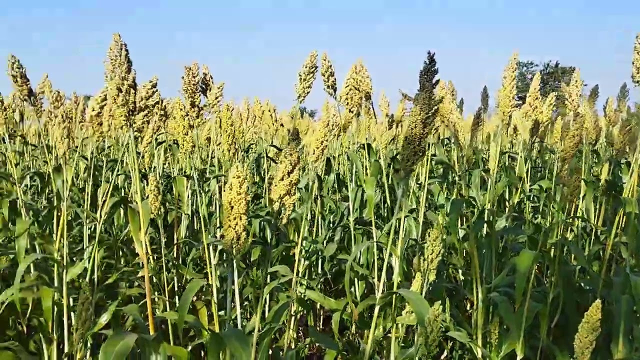 शेतीमध्ये मुले खेळताना#farm