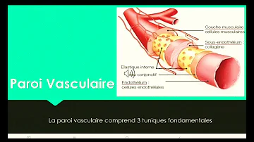 Quels sont les trois types de vaisseaux sanguins ?