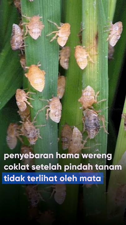 Insektisida Terbaik Deladaxin 50/90 SC Ampuh Untuk Hama Sundep Dan Wereng. #shorts #wereng #sundep.
