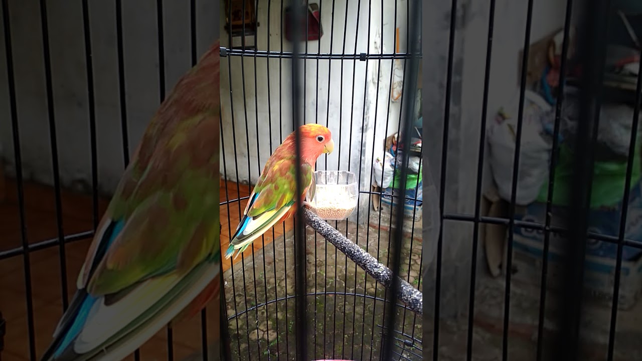 92 Macam Macam Warna Lovebird Langka 