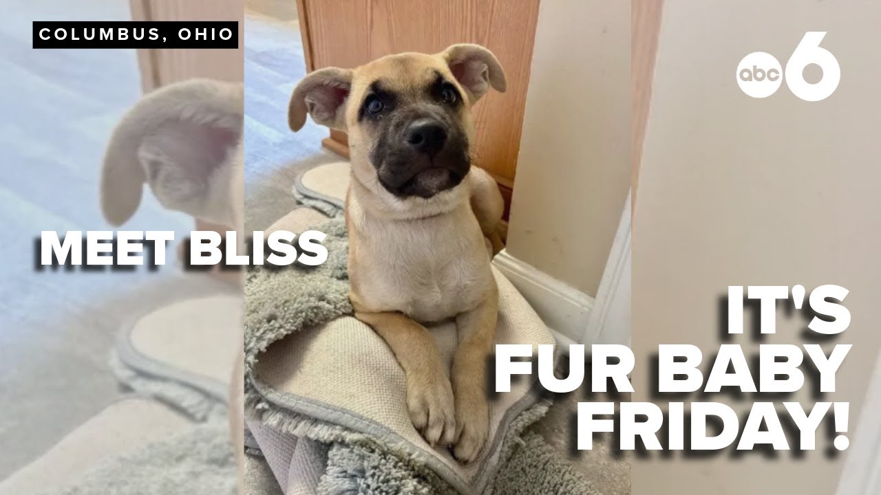 Fur Baby Friday: meet Bliss, a sweet pup looking for her forever