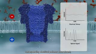 Silent Translocation through Nanopores
