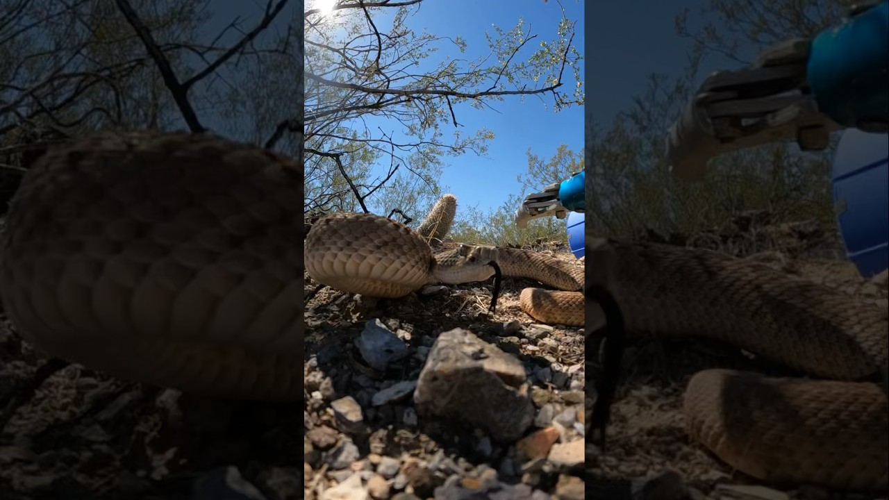 Rattlesnake jump scare 