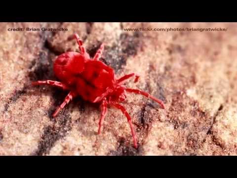 Видео: Являются ли пауки Pholcid опасными?