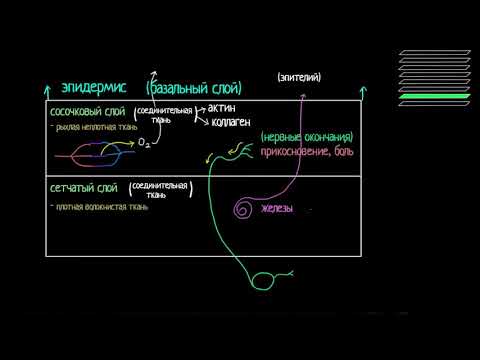 Строение дермы и подкожно-жировой клетчатки (видео 3) | Анатомия человека | Биология