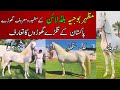 Mazhar bhojia the most famous horses blood line of pakistan  the famed horse along with his breed