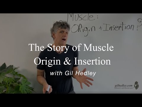The Story of Muscle Origin & Insertion (Part 1): Learn Integral Anatomy with Gil Hedley