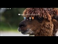 Funny Llama Wallpaper & Lama Theme HD