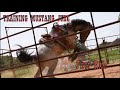 Training Mustang Jude | FIRST RIDE