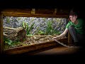 Live Planted Bioactive Kingsnake Vivarium