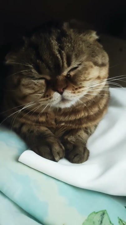 Симба #кошка #кошки #животные #любовь #дружба - YouTube