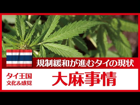 【 大麻 ① 】規制緩和が進むタイの「大麻事情」をリポートします。TGTC（2021年3月末）