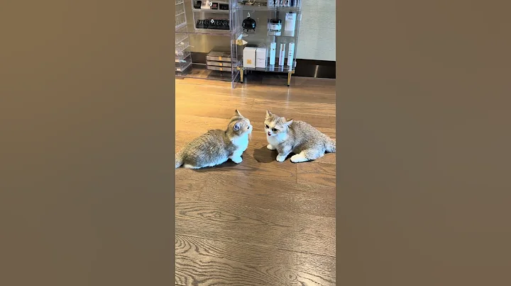 Video 11032311: funny cats kittens meowing, cat funny smile, cat love