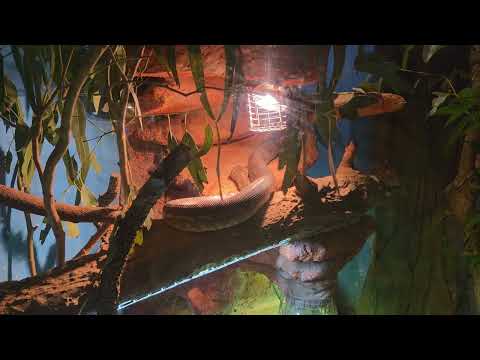 Centralian Carpet Python | Lone Pine Koala Sanctuary