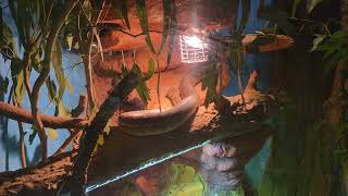 Centralian Carpet Python | Lone Pine Koala Sanctuary