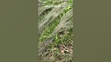 Nhấp cá rô dưới đám lục bình #câucárôđồng #câucárô #caucaro